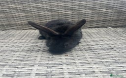 Mixed Breed rabbits for sale: Mini lop cross - Image 2