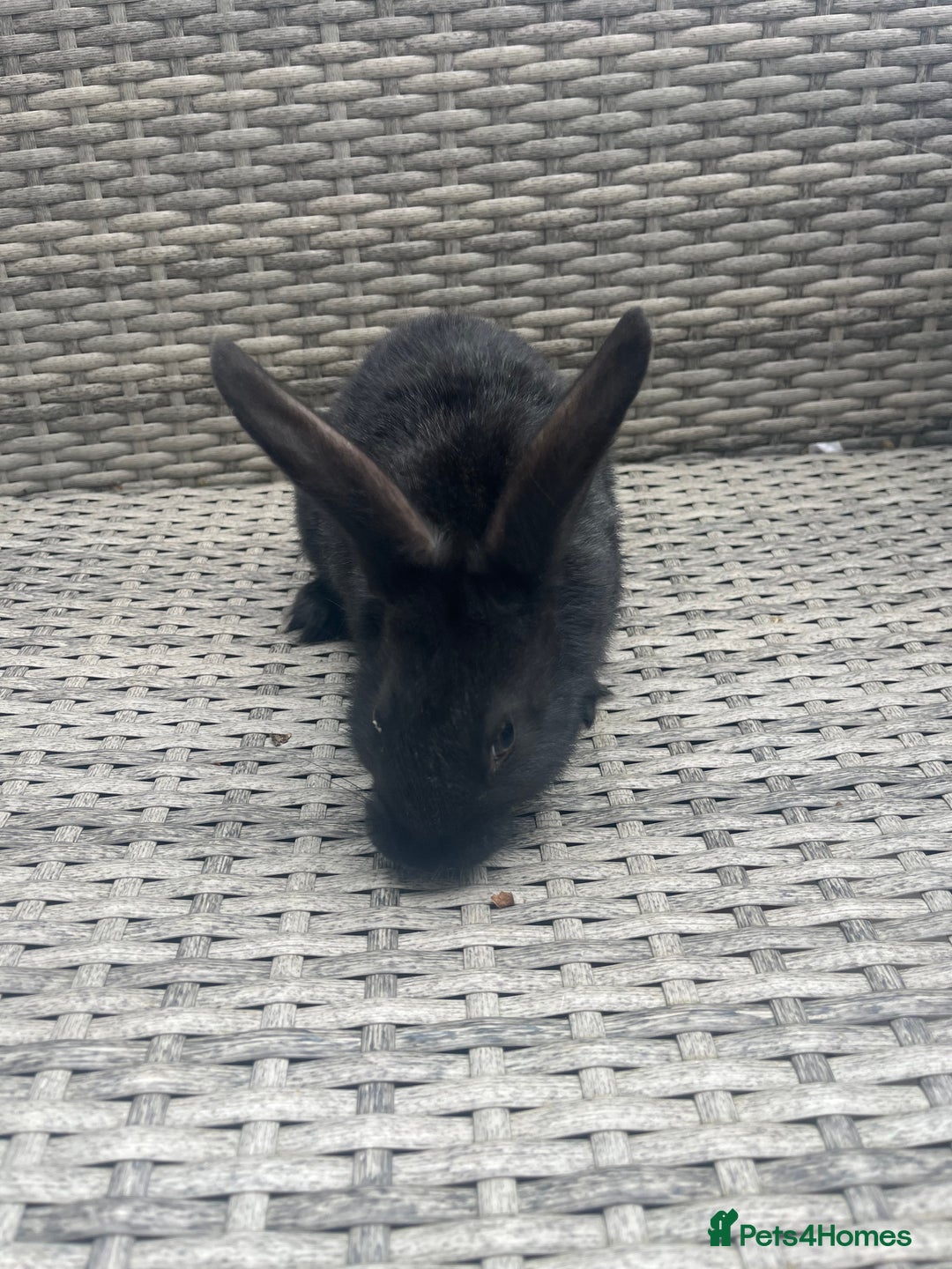 Mixed Breed rabbits for sale: Mini lop cross - Image 2