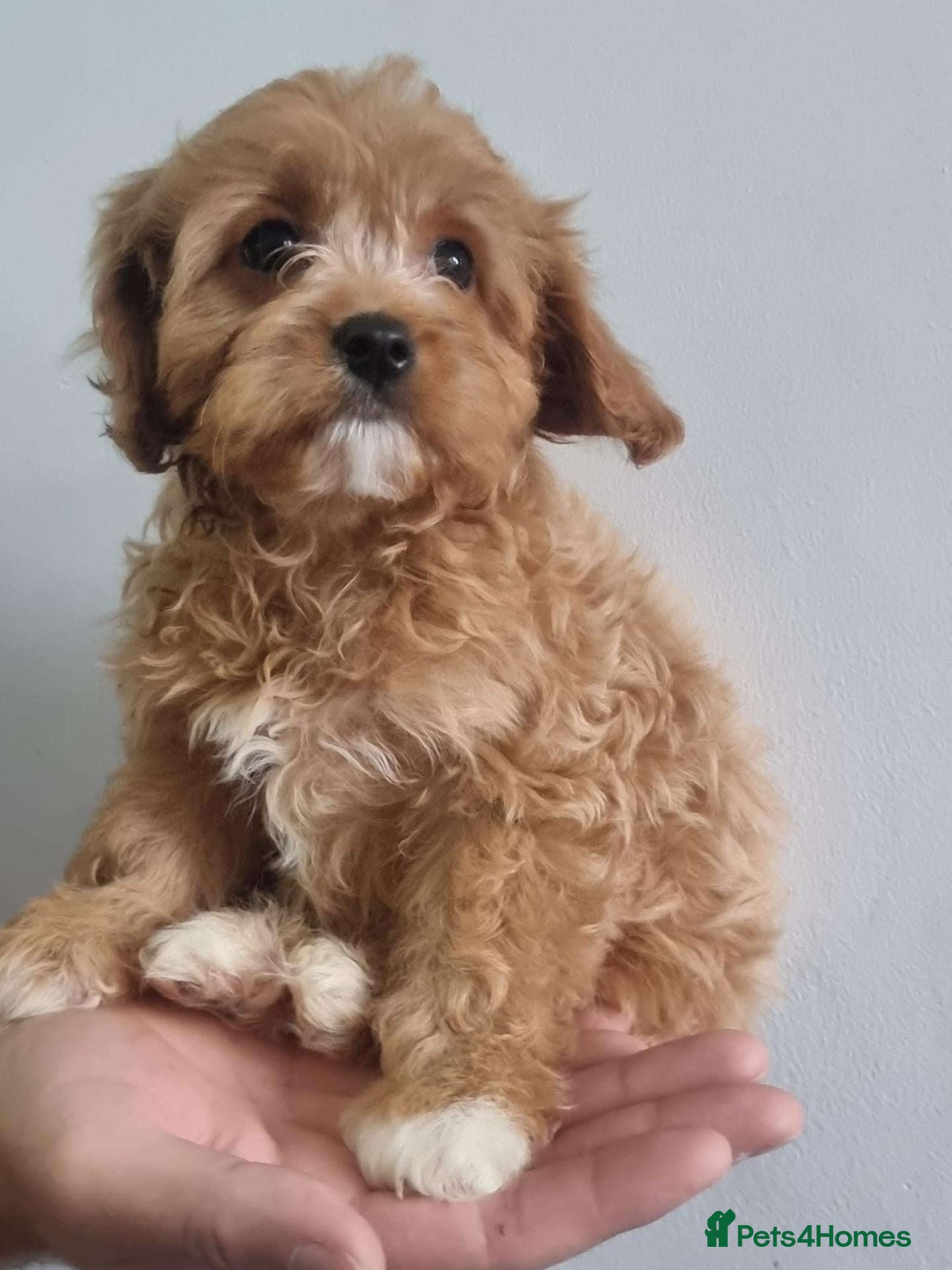 Cavapoo dogs for sale: Health tested cavapoos - Advert 2