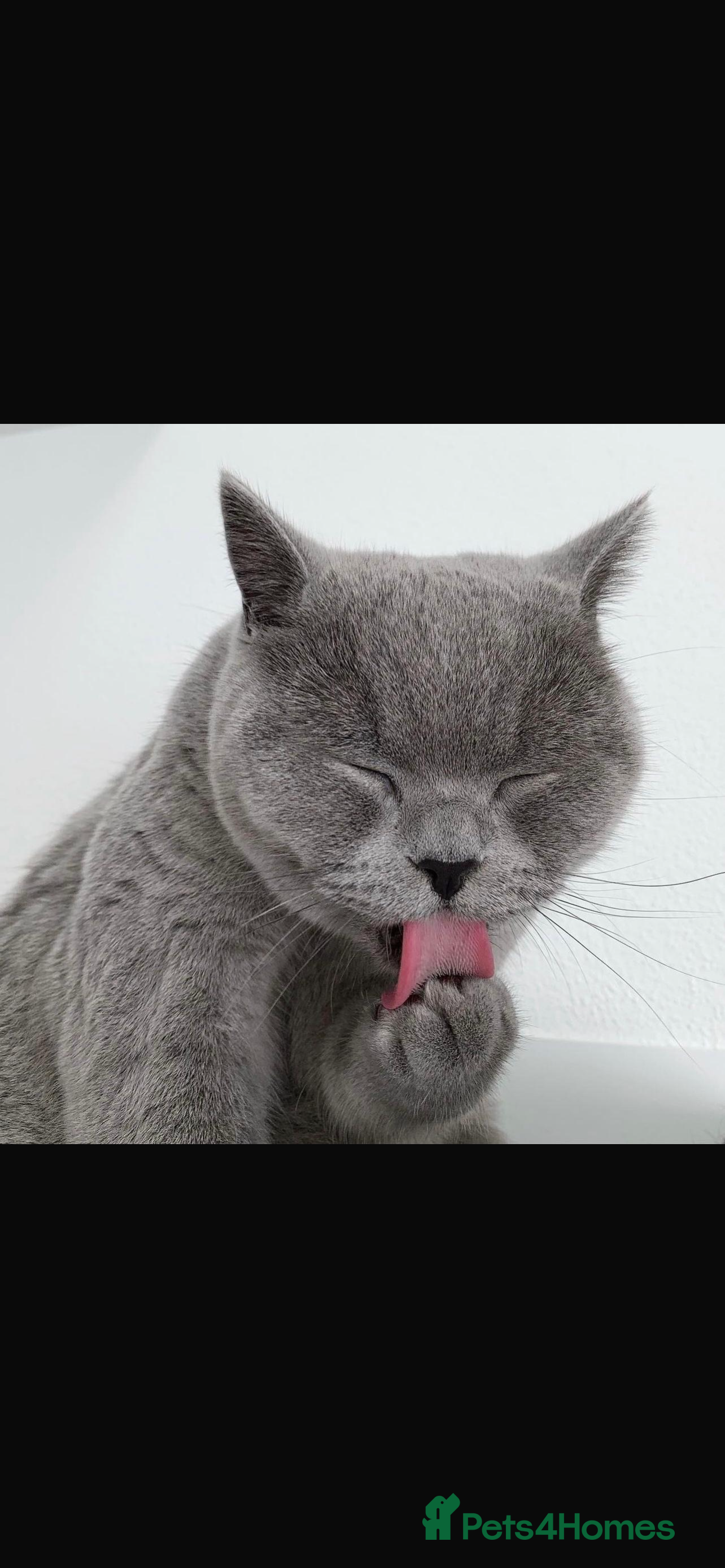 British Shorthair cats British shorthairs  - Advert 1
