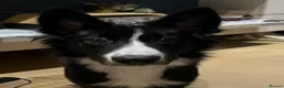 Border Collie dogs for sale: 6-Month-Old Border Collie Looking for a  Home in London - Advert 3