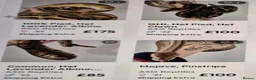 Python Snake reptiles for sale: Ball Pythons (please reade description) - Advert 1