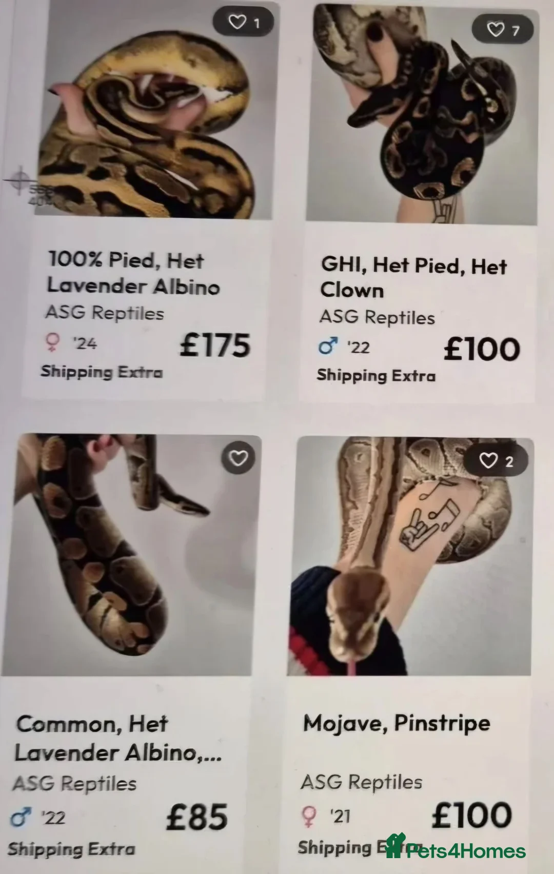 Python Snake reptiles for sale: Ball Pythons (please reade description) - Advert 1