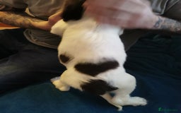 English Springer Spaniel dogs for sale: 9 Beautifully marked English Springer Spaniels  - Image 3