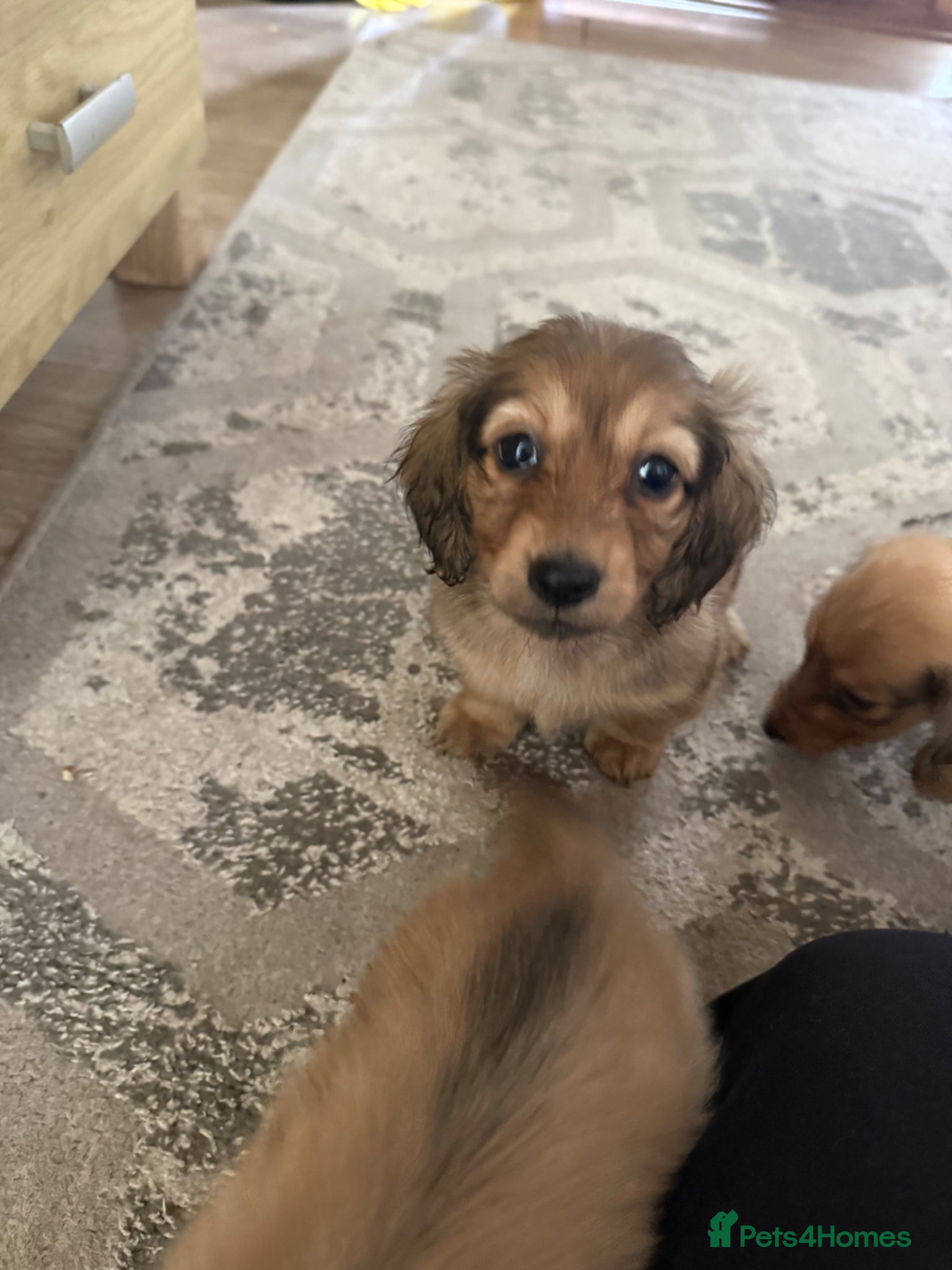 Miniature Dachshund dogs Cream long haired miniature dachshund puppies - Advert 8