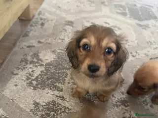 Miniature Dachshund dogs Cream long haired miniature dachshund puppies - Advert 3