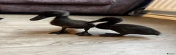 Mixed Breed birds for sale: Muscovy and cherry valley ducks  - Advert 3