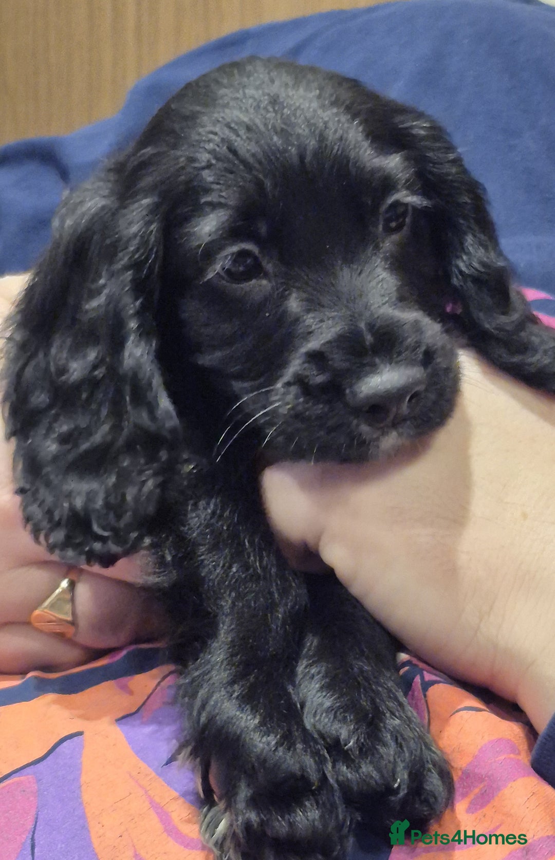 Cocker Spaniel dogs for sale: Cocker Spaniel Puppies for Sale - Image 10