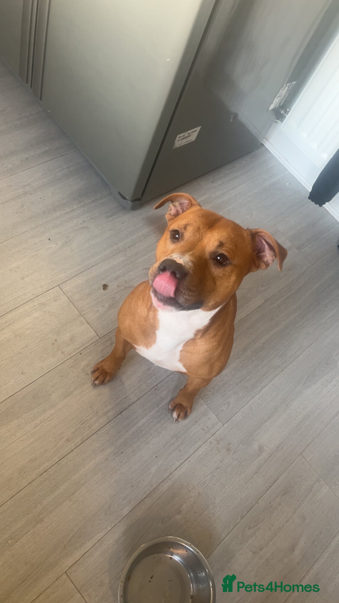 Staffordshire Bull Terrier dogs for stud: Staffordshire bull terrier for stud  - Image 4