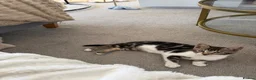 Bengal cats for sale: £150- Half Bengal Male Kitten - Advert 4
