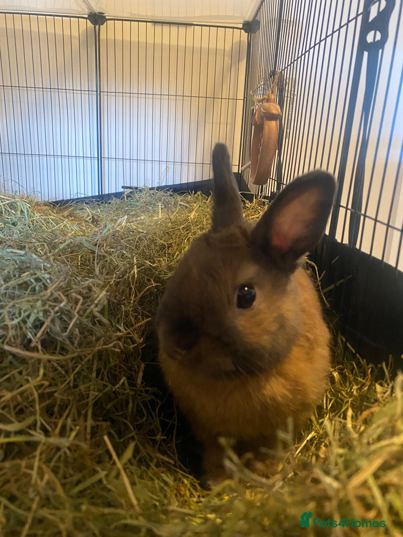 Netherland Dwarf rabbits Male dwarf rabbit and cage  - Advert 2