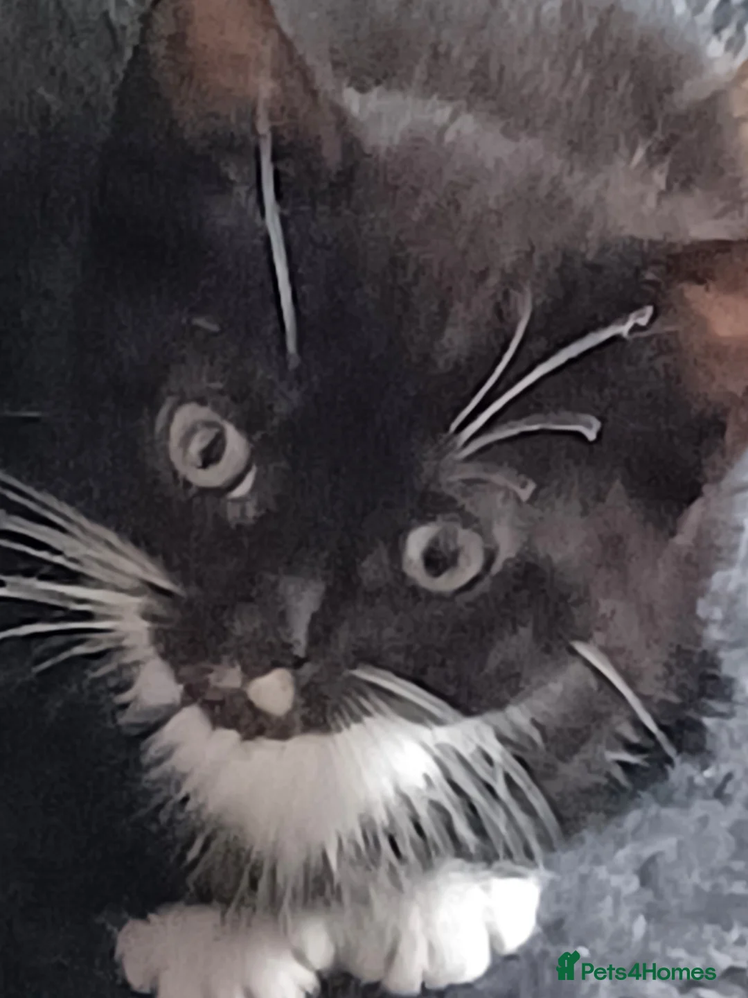 Mixed Breed cats for sale: Kittens - Advert 7