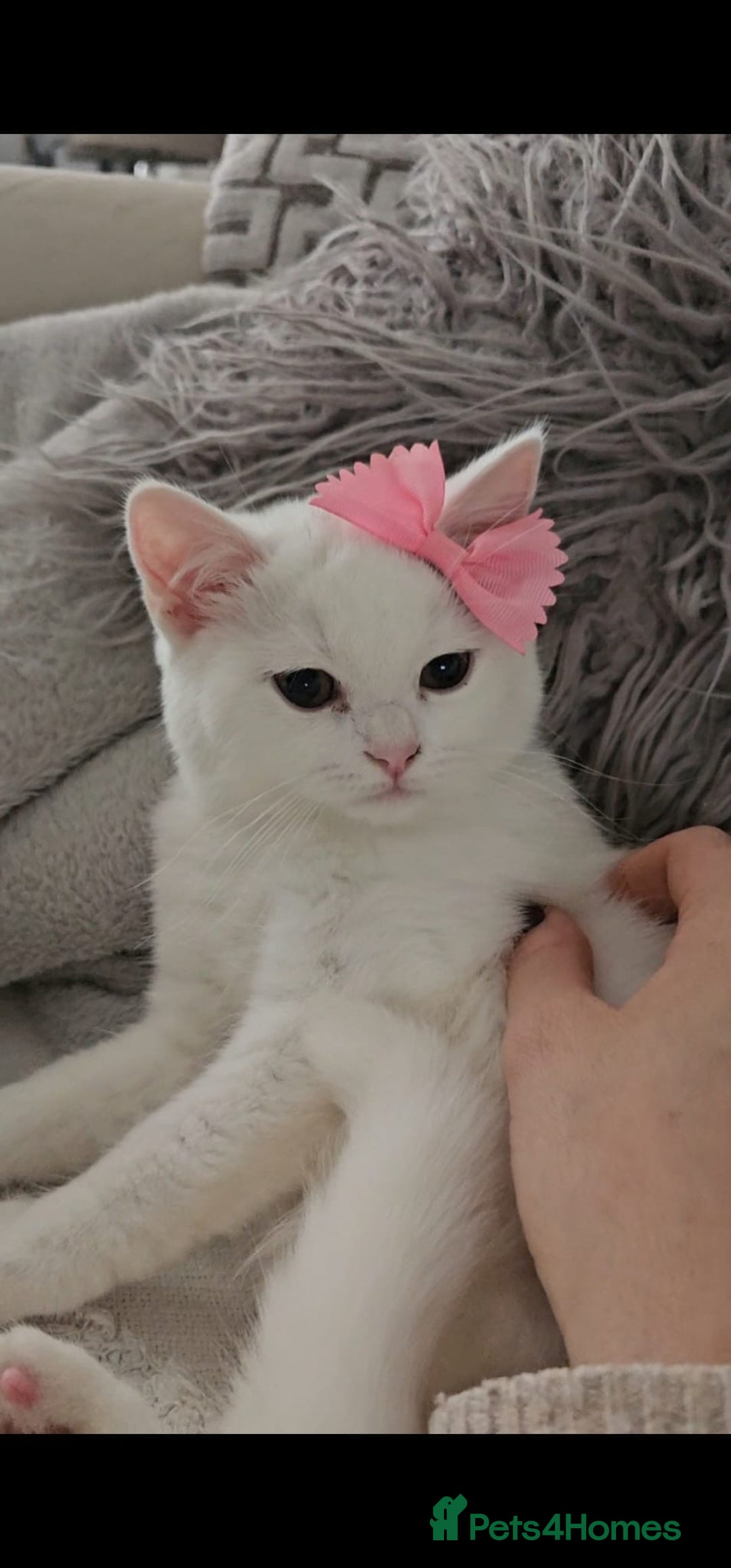 British Shorthair cats for sale: ♥️ GCCF British Shorthair Kittens ♥️ - Image 4