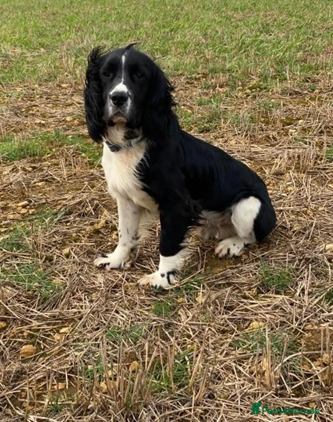 English Springer Spaniel dogs for stud: stunning black and white Springer for stud in Tewkesbury - Advert 6