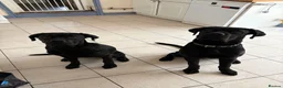 Mixed Breed dogs for sale: Cane Corso x Rottweiler looking for home in Borth - Advert 3