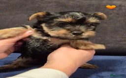Yorkshire Terrier dogs for sale: Yorkshire terrier puppies (3 girls) - Image 17