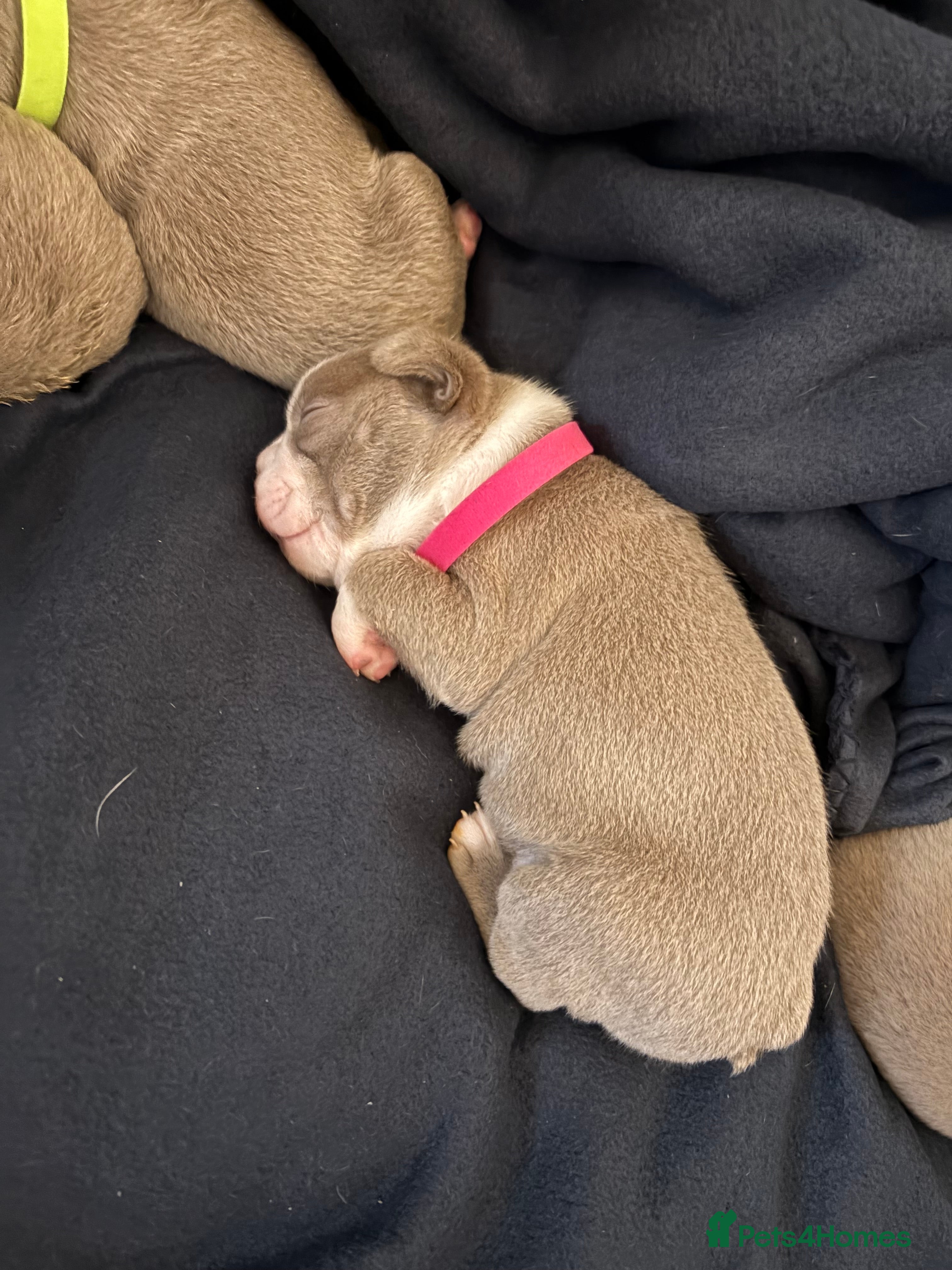 Boston Terrier dogs Rare & Premium Champaign KC Boston Terriers - Advert 1