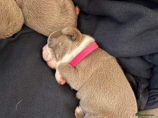 Boston Terrier dogs Rare & Premium Champaign KC Boston Terriers - Advert 3