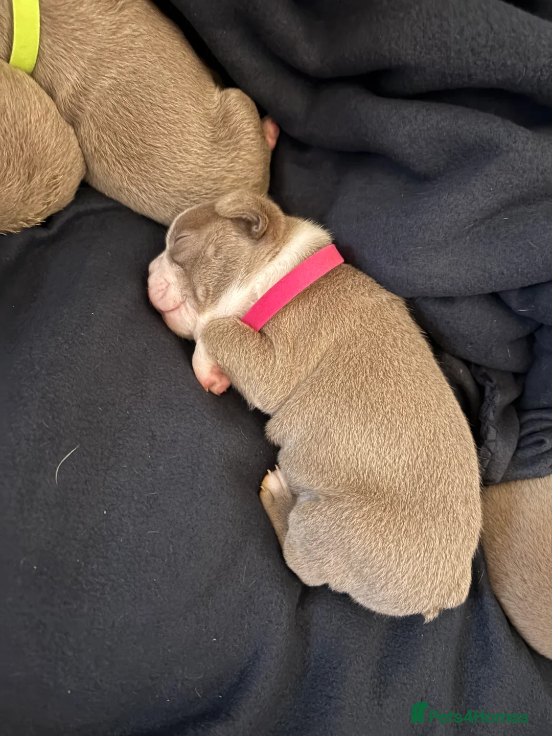 Boston Terrier dogs for sale: Rare Champaign KC Boston Terrier - Advert 2