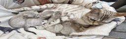 Bengal cats for sale: Top quality Snow Leopard spotted Bengal Kittens - Advert 5