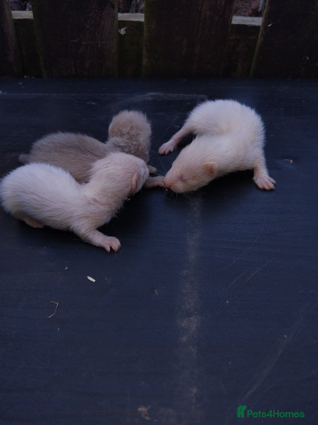 Ferret rodents for sale: Mixed ferrets  - Image 3