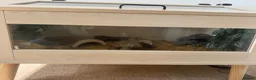 Leopard Gecko reptiles for sale: Mack snow leopard geko and full set up  in Nottingham - Advert 10