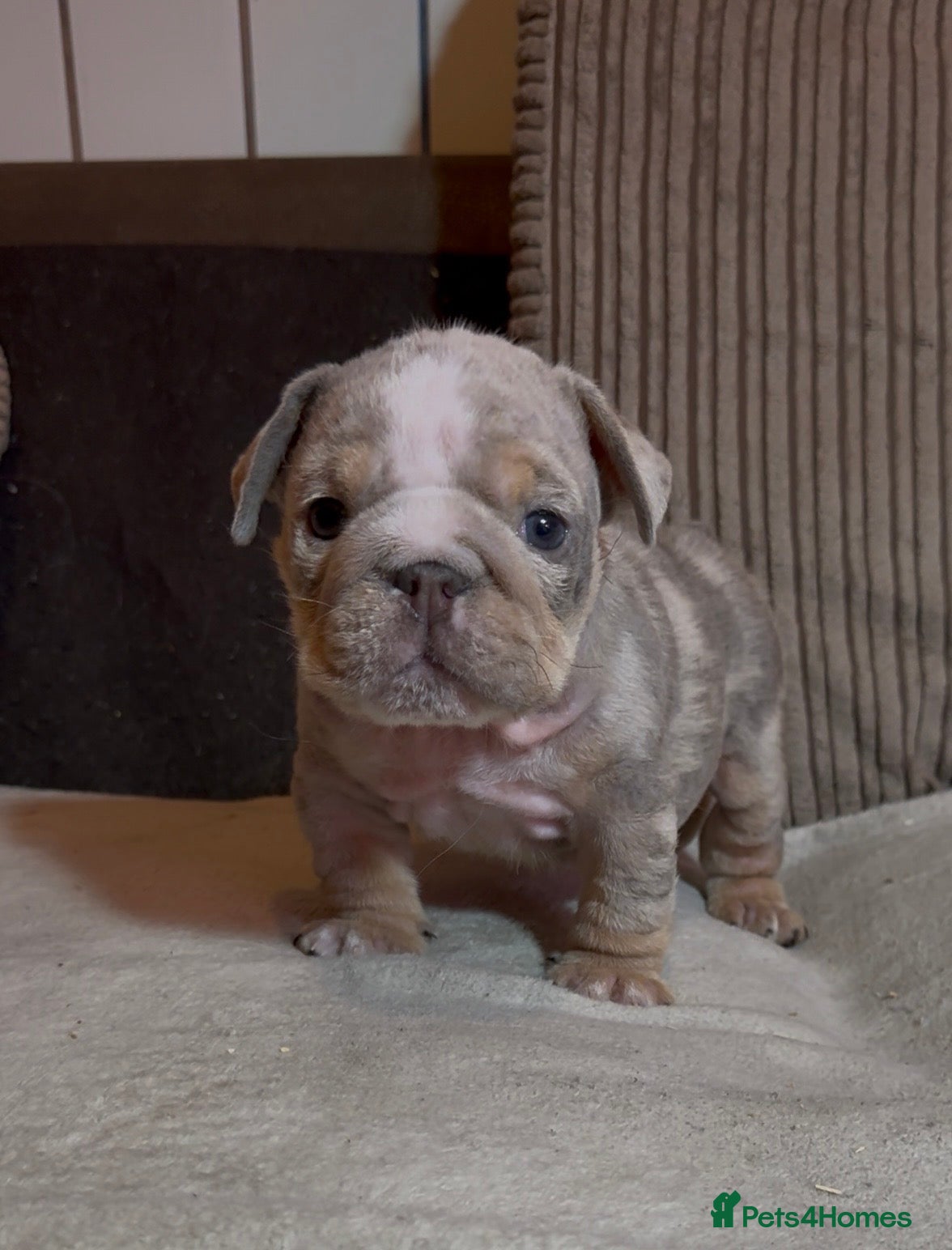 English Bulldog dogs Quality puppies 🐶 🔥 🔥 🔥  - Advert 4