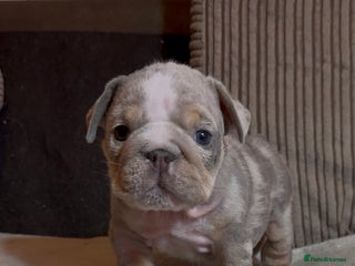English Bulldog dogs Quality puppies 🐶 🔥 🔥 🔥 - Advert 4