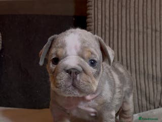 English Bulldog dogs Quality puppies 🐶 🔥 🔥 🔥 - Advert 7