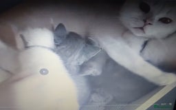 British Shorthair cats for sale: 4x British Shorthair vaccinated, microchipped. - Image 17