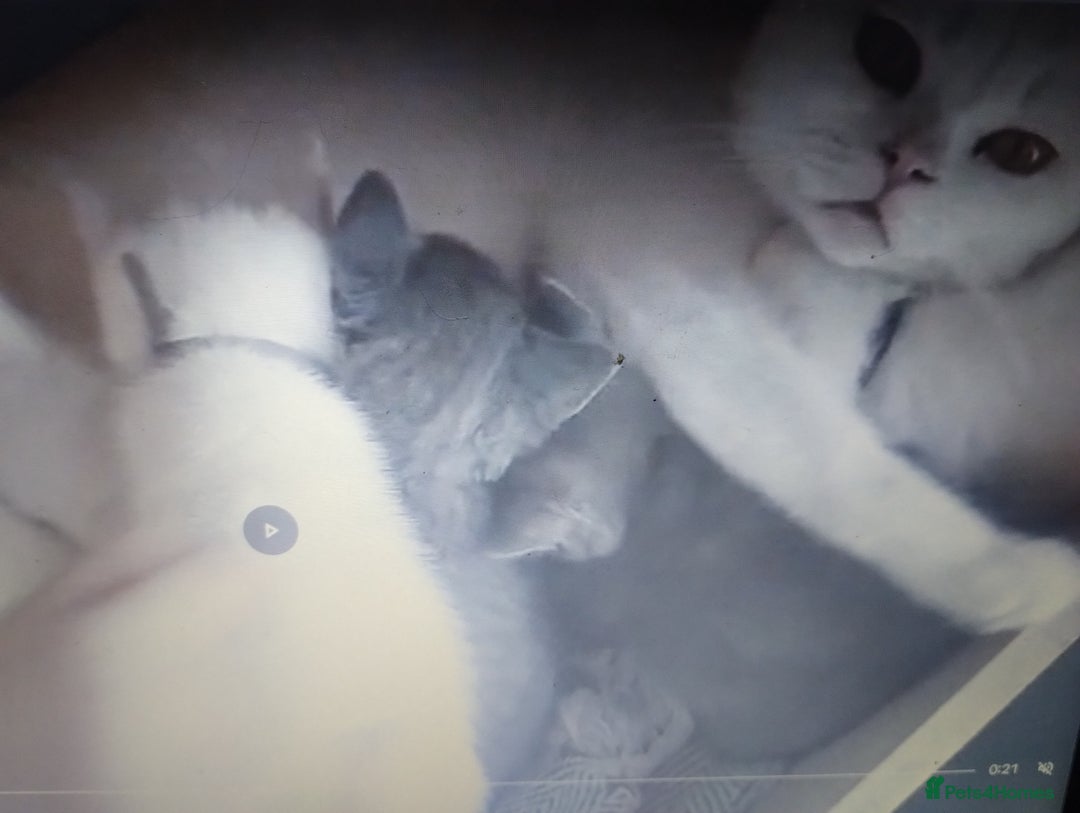 British Shorthair cats for sale: 4x British Shorthair vaccinated, microchipped. - Image 17