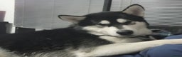 Alaskan Malamute dogs for stud: "Proven" Alaskan malamute for stud  in Sheffield - Advert 11