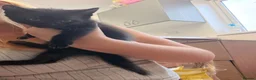 Mixed Breed cats for sale: 3 female kittens  - Advert 5