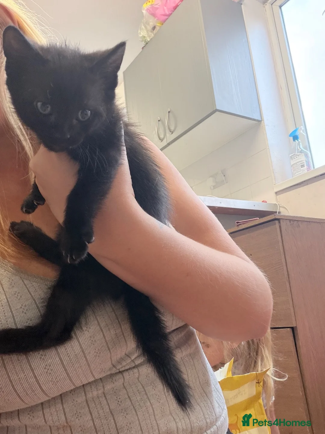 Mixed Breed cats for sale: 3 female kittens  - Advert 5