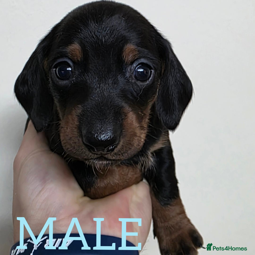 Dachshund dogs for sale: Miniature dachshunds  - Image 5