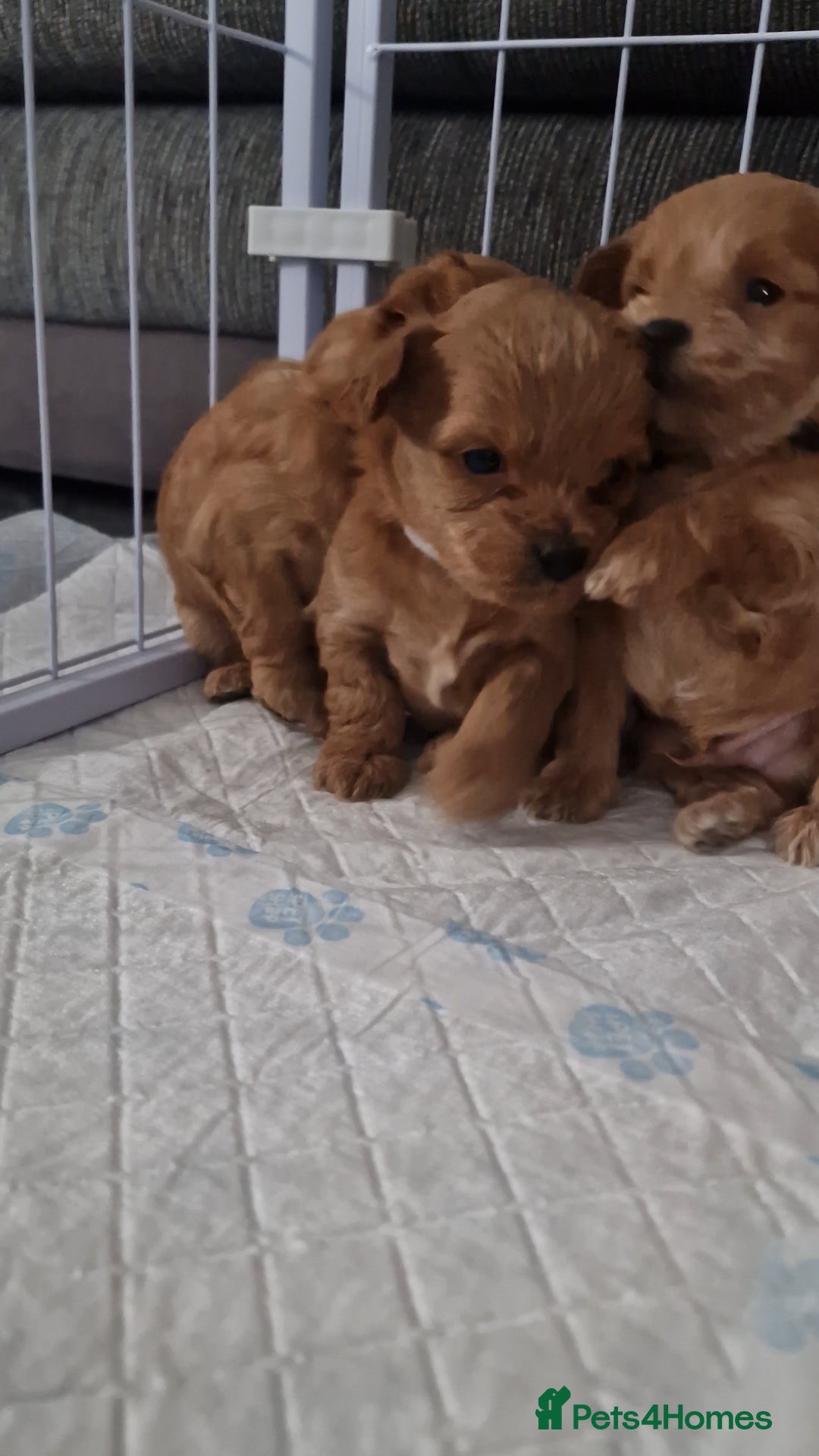 Chipoo dogs for sale: Asian chipoo  - Advert 18