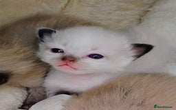 Ragdoll cats for sale: Pure bred Ragdolls looking for loving homes - Image 2