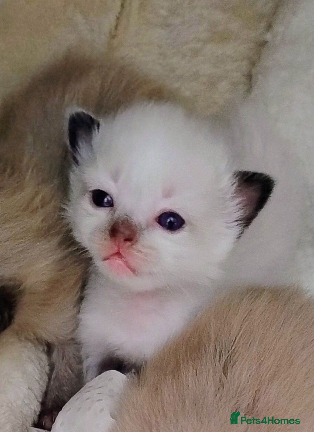Ragdoll cats for sale: Pure bred Ragdolls looking for loving homes - Image 2