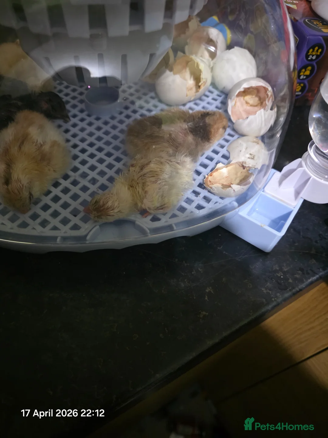 Mixed Breed poultry for sale: Day old serama crosses - Advert 2