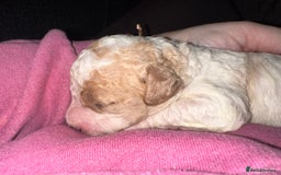 Cavapoochon dogs for sale: Cavapoochon! Our December Reindeer Litter!  - Image 1