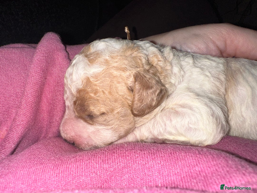 Cavapoochon dogs for sale: Cavapoochon! Our December Reindeer Litter!  - Image 1