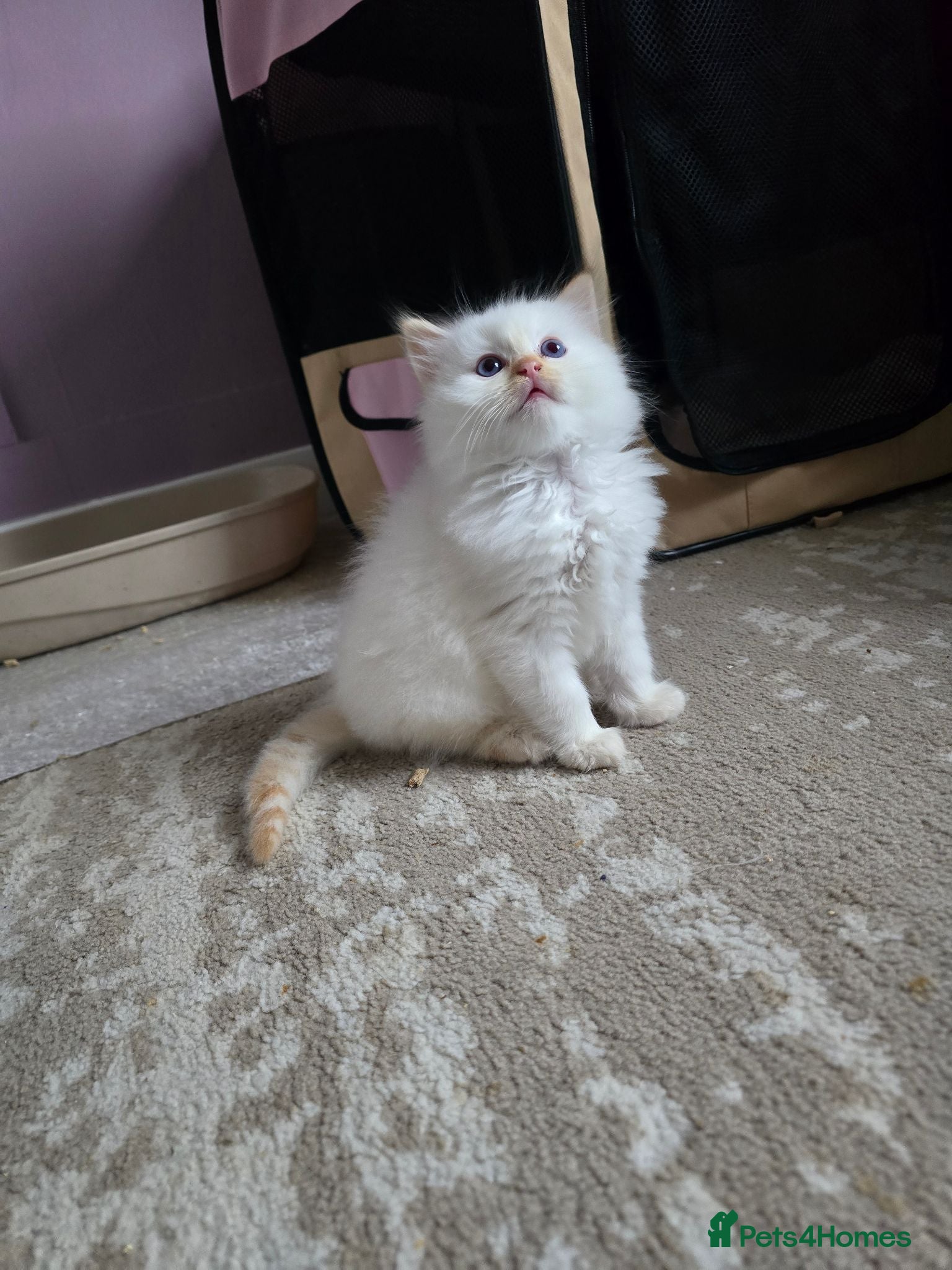 Ragdoll cats Flame point ragdoll kittens  - Advert 12