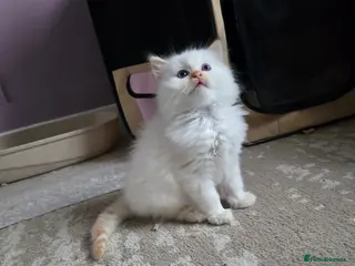 Ragdoll cats Flame point ragdoll kittens - Advert 12