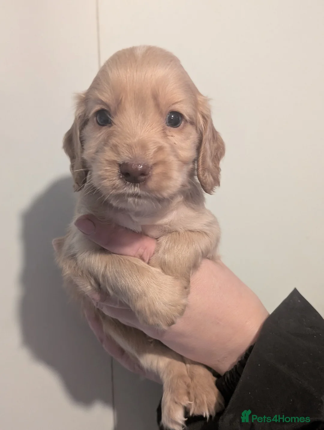 Cocker Spaniel dogs for sale: Pups from Health Tested Champion Trialling lines. - Advert 19
