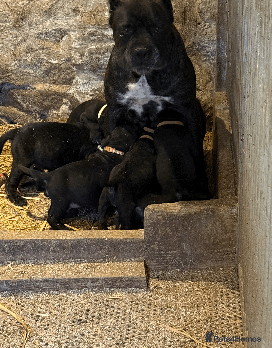 Cane Corso dogs for sale: 9 Beautiful Cane Corso Puppies for sale  - Image 15