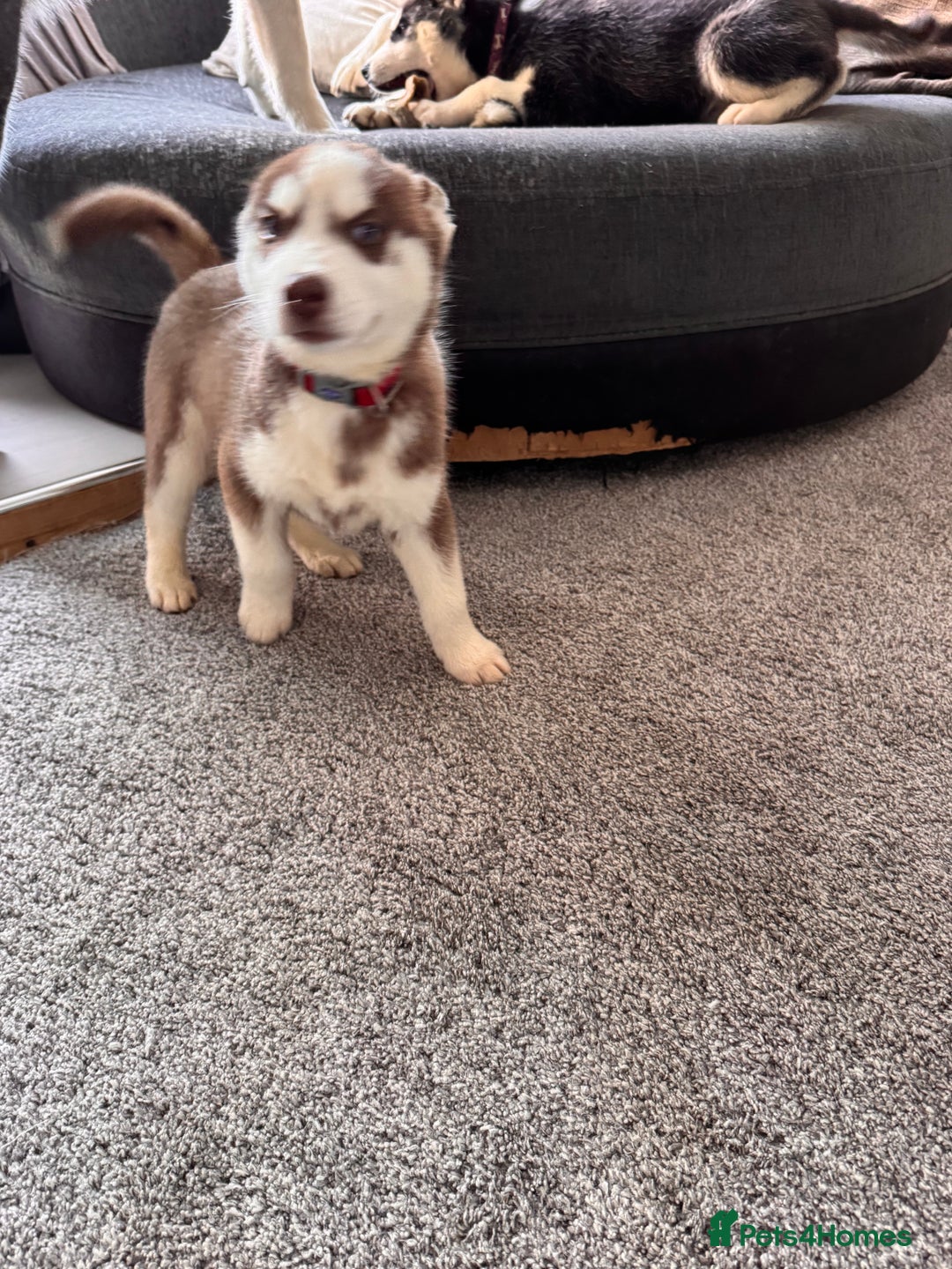 Siberian Husky dogs for sale: Siberian husky boys  - Advert 16