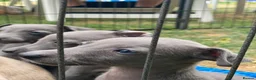 Whippet dogs for sale: Beautiful blue/brindle Whippets  - Advert 23