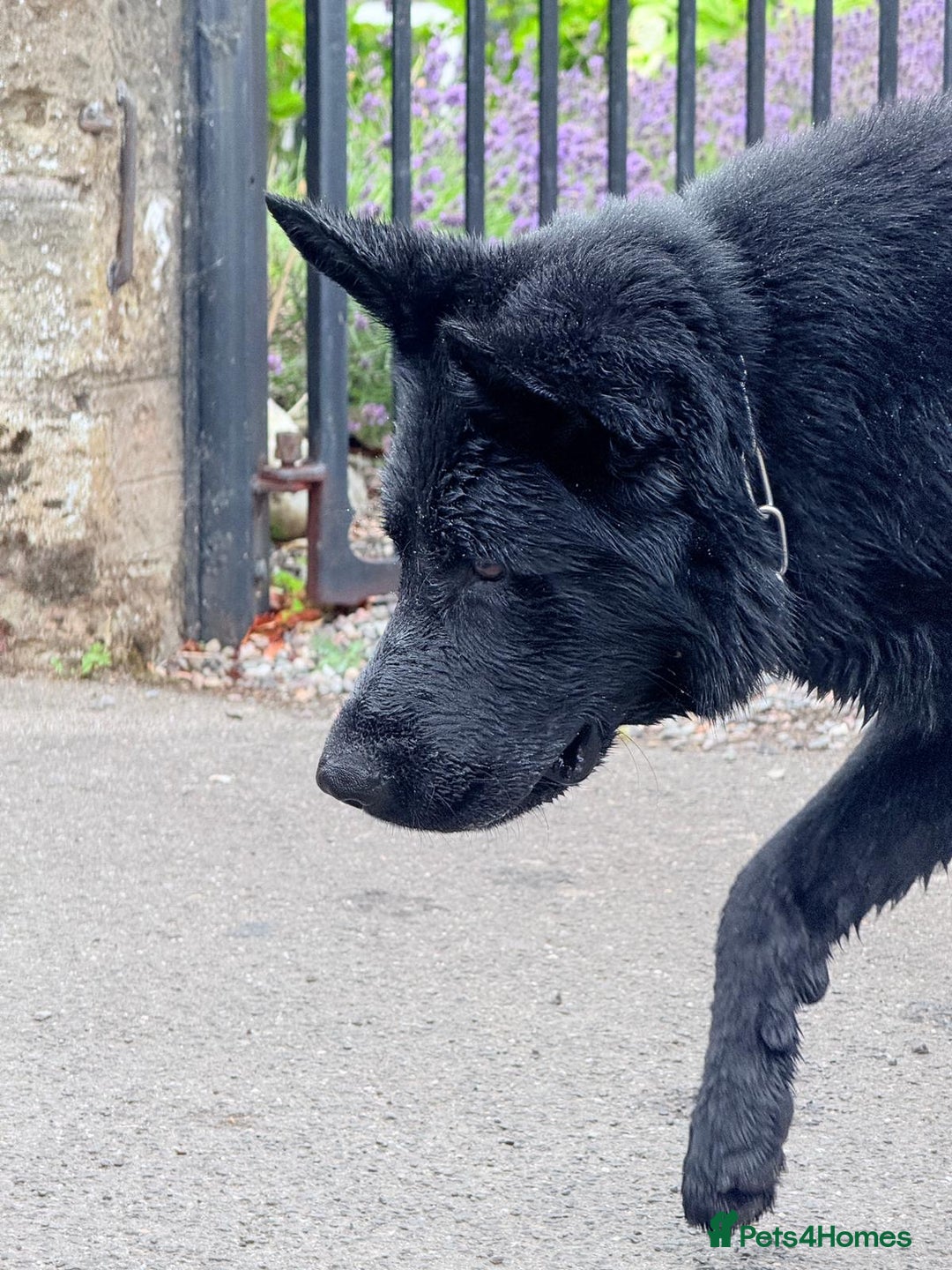 German Shepherd dogs for stud: GHOST *Stud only* - Advert 4