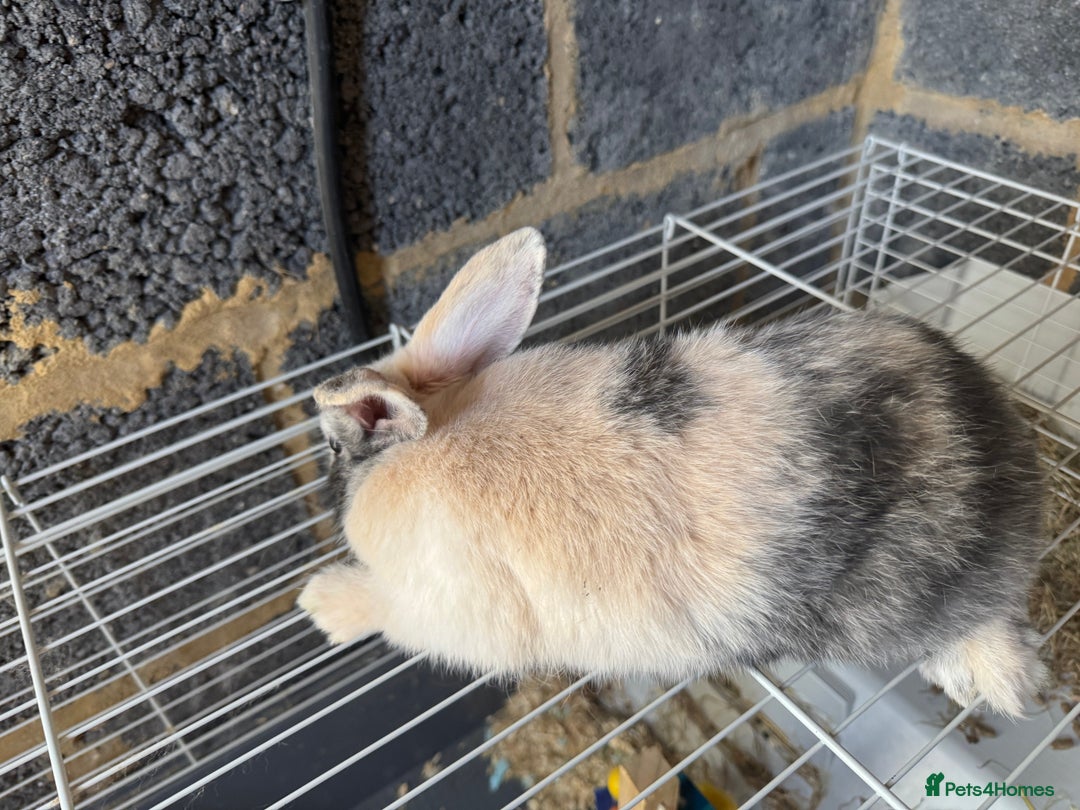 Mixed Breed rabbits for sale: Havana/European rabbits ready for homes now - Image 3