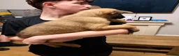 Belgian Shepherd Dog dogs for sale: 3 female Belgian malinois 9 weeks old  - Advert 11